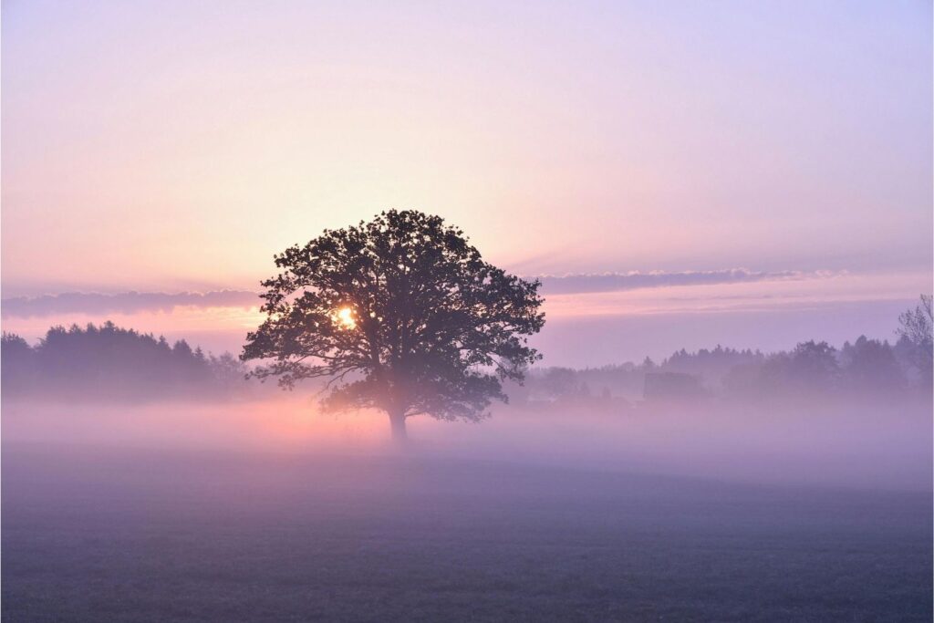 Nebellandschaft mit Baum im Zentrum, violett